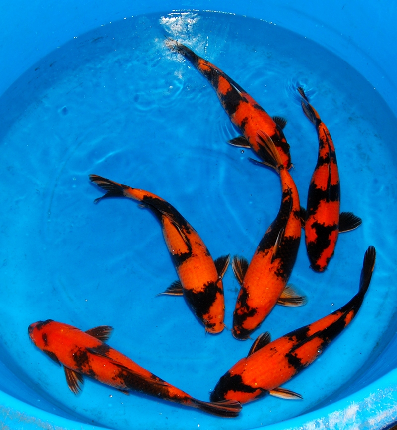 New Koi Arrivals. - Koi Waterlife