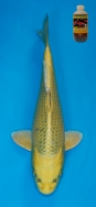 Marudo Female Mukashi Ogon No 11 £175 SOLD