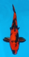 Koi For Sale