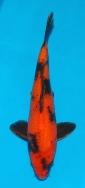 Koi For Sale