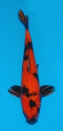 Koi For Sale