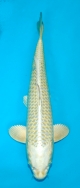 Maruhiro Female Nisai Mukashi Ogon £195
