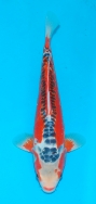 Koi For Sale