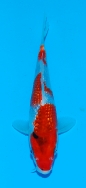 Marushin Gin Rin Showa 2 £125 Video