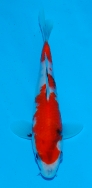 Marushin Showa £120 Video