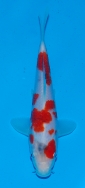 Marushiin Ai Goromo Tosai £120