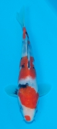 Marushin Tosai Sanke  £120  SOLD