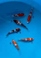 Koi For Sale