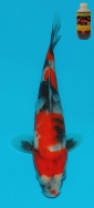 Koi For Sale