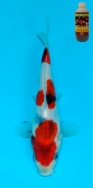 Koi For Sale