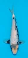Omosako Shiro Utsuri JT No 19  £150 