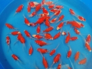Tamasaba £12 Video