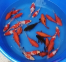 Tamasaba £30 Video