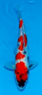 Koi For Sale