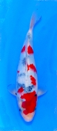 Koi For Sale