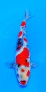 Koi For Sale