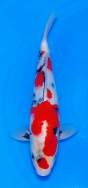 Koi For Sale