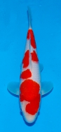 Matsue JT Kohaku No 10 £395 Video