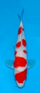 Matsue JT Kohaku No 11 £395 Video  SOLD