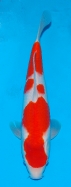 Matsue JT Kohaku No 18 £295