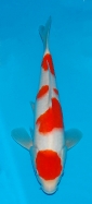 Koi For Sale