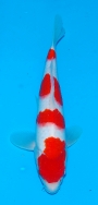 Matsue JT Kohaku No 6 £395  Video