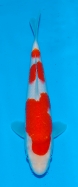 Matsue JT Kohaku No 12 £295 Video