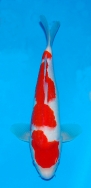Matsue JT Kohaku No 2 £395  Video