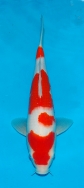 Matsue JT Kohaku No 17 £325 Video