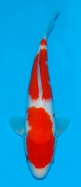 Koi For Sale