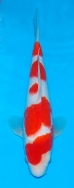 Matsue JT Kohaku No 7 £395  Video