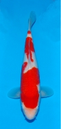 Matsue JT Kohaku No 3 £295  Video
