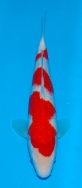 Matsue JT Kohaku No 14 £325 Video