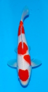 Matsue JT Kohaku No 5 £395  Video