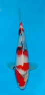 Takigawa JT Showa No 4 £325 Video  SOLD