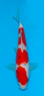 Koi For Sale