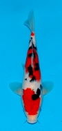 Koi For Sale