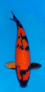 Koi For Sale