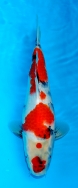 Koi For Sale