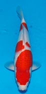 Koi For Sale