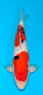 Koi For Sale