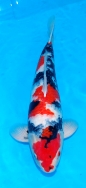 Koi For Sale