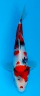 Koi For Sale