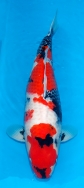 Koi For Sale