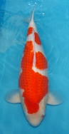 Koi For Sale