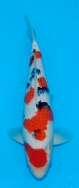 Koi For Sale