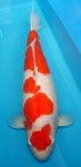 Koi For Sale