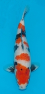 Koi For Sale