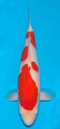 Koi For Sale