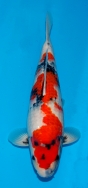 Koi For Sale